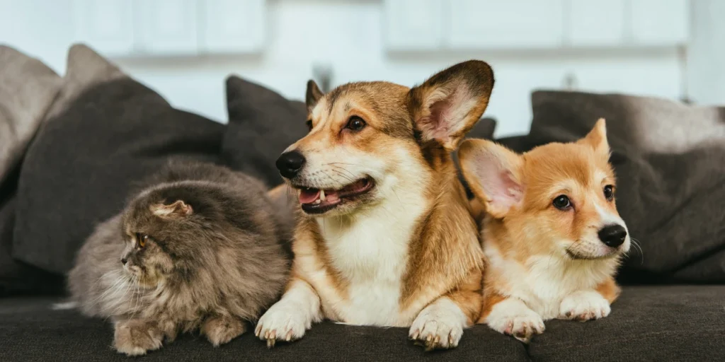 Preparing for a Pet
